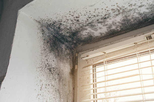 Affordable Mold Removal solutions in Coopersville, MI