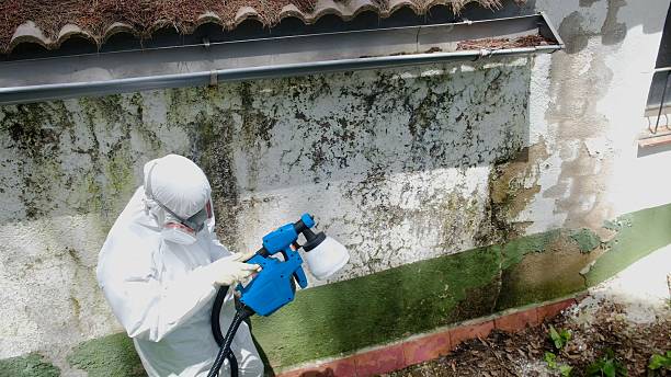 Top rated local Mold Removal specialists in Coopersville, MI